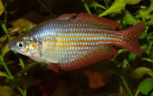 🌈 Rainbowfish Color Pack – Premium Freshwater Display Bundle