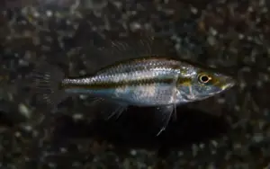 Compressiceps Cichlid 2" Dimidichromis Compressiceps