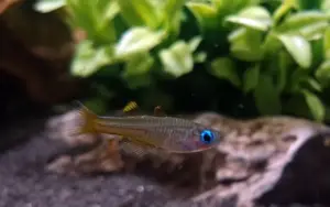 🌈💙 4 Ivantsoff’s Blue Eye Rainbowfish (Pseudomugil ivantsoffi) – Brilliant Sapphire-Eyed Nano Rainbow 🐟