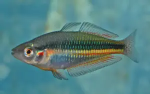 Crimson Spotted Rainbow Fish Large - live fish FAST SHIP