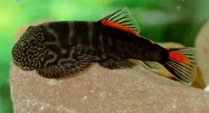 Bloody Mary Hillstream Loach Small