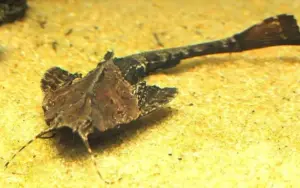🐟Banjo Catfish Large Bunocephalus Coracoides 🐟 Live Freshwater Fish