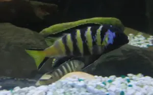 Chailosi Chichlid 1.5" - 2"