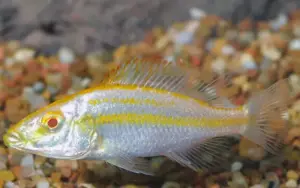 Albino Compressiceps Cichlid 2" Dimidichromis Compressiceps