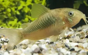 💚 3 Green Aeneus Corydora (Corydoras aeneus) – Peaceful & Hardy Schooling Catfish