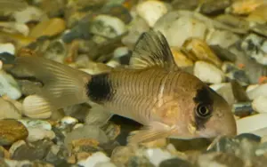 🐼 3 Panda Corydoras SMALL Peaceful Vibrant Healthy Freshwater