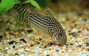 Sm -M Corydora Sterbai - Elegance in Every Movement! 🌿 Stunning Live Fish