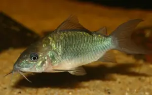 Green Emerald Catfish. Peru Lrg Brochis Splendens! Healthy, Corydora Live Fish