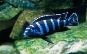 Demasoni Chichlid 1.5" - 2"