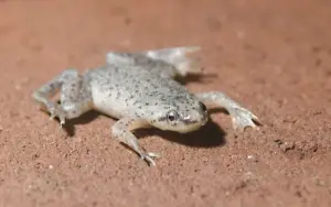 🐸 African Dwarf Frog (Hymenochirus spp.) – Peaceful, Fun & Fully Aquatic Companion