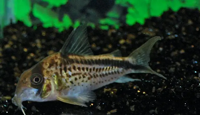 🐟 3 Corydora Loxoxonus Wild Caught Small Size - Must have for Cory collectors!