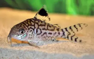 🐚 Small Reticulated Corydoras (Corydoras reticulatus) – Peaceful, Active & Beautifully Patterned