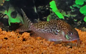 3 Pack Large Corydoras Sodalis- False Network Corydora - Live Fish Awesome Lively