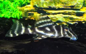 🦓 Zebra Pleco Colombia (L129) 2"-3" – Rare Black & White Pleco