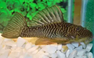 ⭐ Grow Star Plecostomus 3"-4" (Panaqolus sp. L4) – Rare, Peaceful & Wood-Loving Beauty