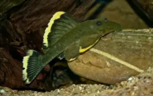 🥭 Mango Pleco 3.5"-4" (L47) – Rare & Colorful Pleco