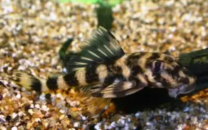 🦋 Butterfly Pleco 2"- 3" (L52) – Wild Caught Patterned & Peaceful Bottom Dweller