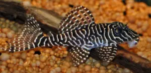 👑 Queen Arabesque Plecostomus 3" -4" (Hypancistrus sp. L260) – Striking, Rare & Peaceful Bottom Dweller