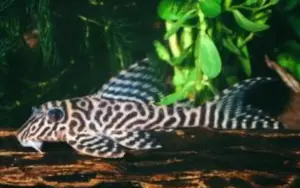 🐯 King Tiger Pleco 2" -3" (L66) – Rare & Bold Striped Pleco