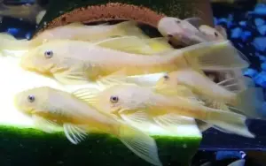 Golden Blue Eye Ancistrus 1" Pleco Live Fish FAST SHIP Gotta have one!