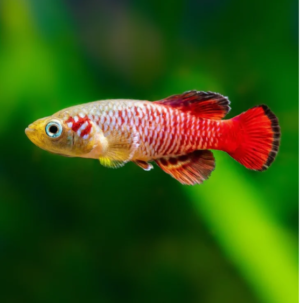 2 Pack of Guenthers Killie Med Size Nothobranchius Guentheri Beautiful FAST