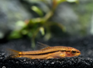 🌸 Rosy Loach - Burmese Pink Loach Enchantment! 🐠 FAST SHIP