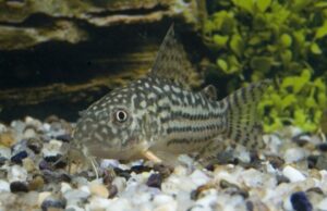 M-L Corydora Sterbai - Elegance in Every Movement! 🌿 Stunning Live Fish