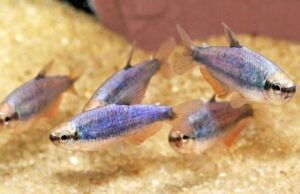 5x Super Blue Kerri Emperor Tetra Med-Lrg LIVE TROPICAL FISH Great Fish FAST SHIP