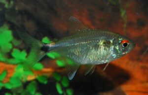 12 Head and Tail Light Tetra Fish Fast Shipping Great Community Fish