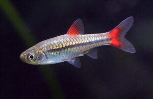 6-Pack Red Finned Rasbora Vibrant Live Fish: Colorful Community FAST SHIP