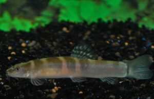 3x 🍊 Tri-Band Orange Sumo Loach - Loach Enchantment! 🐠 FAST SHIP