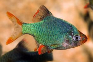 5 Platinum Green Tiger Barbs - Beautiful Schooling FAST SHIP