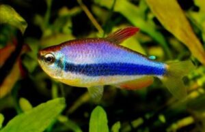 6x Royal Blue Kerri Emperor Tetra MED LIVE TROPICAL FISH FAST SHIP
