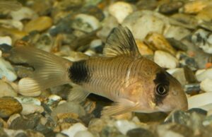 6x Panda Corydoras MED Peaceful Vibrant Healthy Freshwater FAST SHIP
