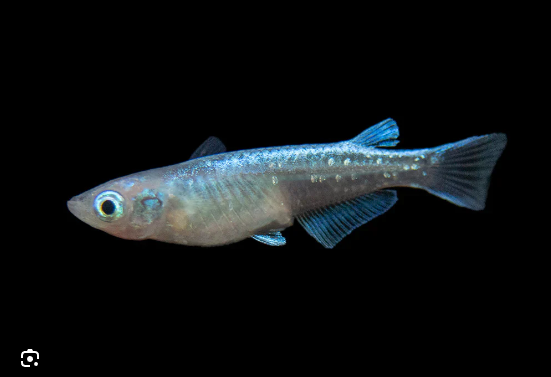 5x Blue Oryzias Latipes Medaka Wow!! Live Tropical Fish FAST SHIP