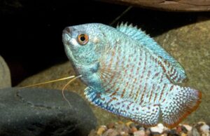🐠 3x MALE Blue Cobalt Dwarf Gourami LARG - Exquisite Beauty FAST SHIP