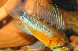 1 Pair Apistogramma Sunset Norberti Large Live Tropical Aquarium Fish FAST SHIP