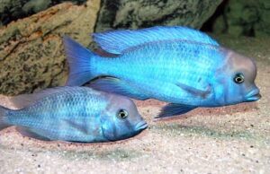 3x Haplochromis Moorii 1.25"  1.5" Stunning Live Fish: Unique FAST SHIP