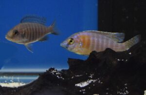 1 Random Mixed Peacock Cichlids 4" - Colorful Freshwater Aulonocara Specie