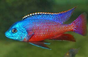 🔥 Red Empress Cichlid 3-3.5" (Protomelas taeniolatus) – Stunning Malawi Hap
