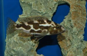3x Haplochromis Livingstoni 1.75" - Colorful Freshwater FAST SHIP
