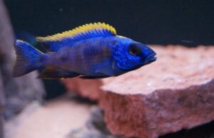 Yellow Blaze Lithobates 4" - 4.5" Males Only Freshwater FAST SHIP