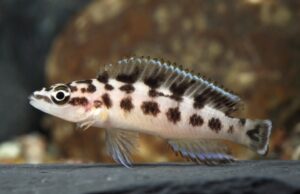 2 Masked Julidochromis 1.3"  Live Fish Julidochromis Transcriptus FAST SHIP