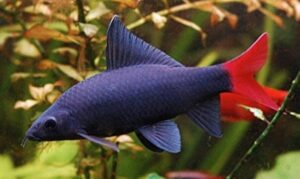 3 Redtail Black Sharks 1.5" awesome Active and healthy FAST SHIP