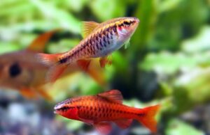12 Large Cherry Barbs - Peaceful Schooling Live Fish FAST SHIP