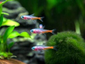 12x Platinum Neon Tetra - White Platinum Wow!! Live FAST SHIP