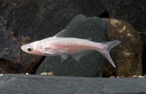 2x Albino Iridescent Sharks 1.5" awesome Active and healthy FAST SHIP