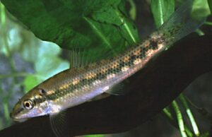 6x Chinese Algae Eaters! 2" A must have for a clean tank Live FAST SHIP