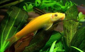 3 Golden Chinese Algae Eaters! 1.75" A must have for a clean tank FAST