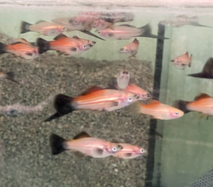 5x YELLOW WAGTAIL SWORD Hard to find Freshwater Live Fish FAST SHIP